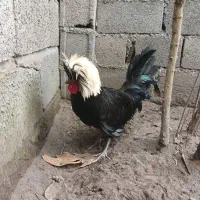 خروس لهستانی جوان