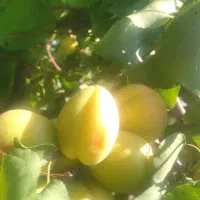 باغ و باغچه|فروش زمین و ملک کلنگی|انزل, |دیوار