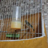 سهره قناری بخون