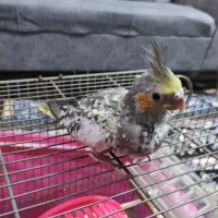 جوجه عروس هلندی