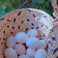 تخم مرغ 20 تومان مقطوع