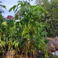 فروش نهال های استوایی