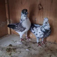 کفتر نر و ماده