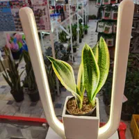 گلدان نور تاب چراغ رشد گیاه بنسای سانسوریا فیکوس|گل و گیاه طبیعی|قم, نیروگاه|دیوار