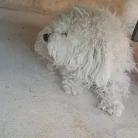 سگ اپارتمانی قیمت ۵ملیون تخفیف کوچیکی  میدم|سگ|مسجد سلیمان, |دیوار