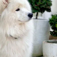 سگ  سامویید خرسی اورجینال