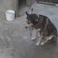 واگذاری سگ هاسکی نر|سگ|اسلامشهر, بهرام آباد|دیوار