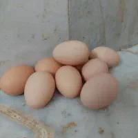 تخم نطفه دار نژاد آیسبار