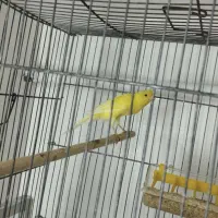 قناری نر مست