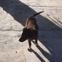 توله سگ نگهبان