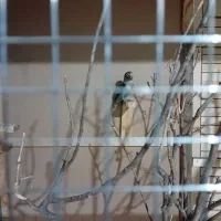 فروش کوتوله|پرنده|مهر, |دیوار