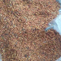 بذر یونجه|خدمات باغبانی و درختکاری|نوشین شهر, |دیوار