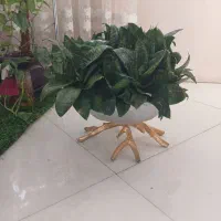 گل  سانسوریا مهتابی ،پاکوتاه ، یوکا وآمستل،