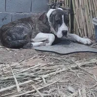 آلبای|سگ|کلاله, |دیوار