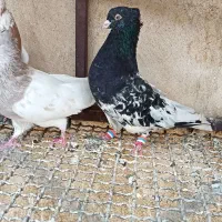 کله سیاه و الماسی