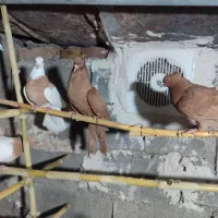 زرد|پرنده|ایلام, |دیوار