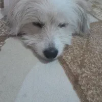 سگ باهوش و مهربان