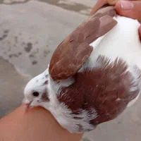 کبوتر دوکت زور دا