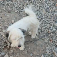 ...|سگ|سیمین شهر, |دیوار