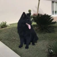 سگ ژرمن بلک شولاین|سگ|سلامی, |دیوار