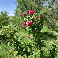 همفکری