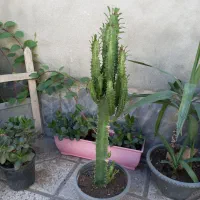 گل وگیاه کاکتوس اپارتمانی