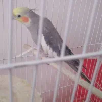 عروس هلندی نر