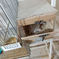 3 جفت طوطی عروس با جوجه نر و ماده تکی هم هست|پرنده|بندر ماهشهر, |دیوار