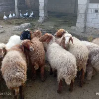 سلام ده عددگوسفند  نعیات نظیفات بس مالات جنی