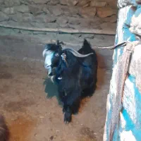 بزغاله دوبری|حیوانات مزرعه|فریدونشهر, |دیوار