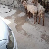 بره رومانف