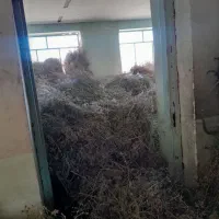 کاه عدس ،جو،وگندم وعلوفه