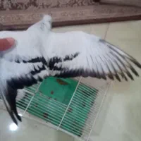 کبوتر شامی کاکلی|پرنده|شاهین‌شهر, خانه کارگر|دیوار