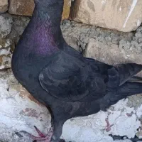 کفتر زاغ کرمانی