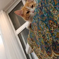 واگذاری پنجه