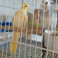 عروس هلندی مولد سخنگو دستی