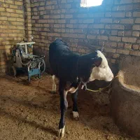 یک عدد گاوشیری|حیوانات مزرعه|قیدار, |دیوار