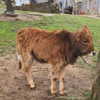 گاو ماده لیشه