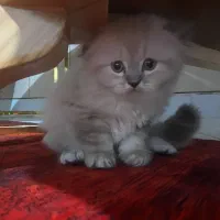 گربه اسکاتیش فولد