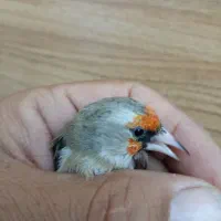 سهره دورگ کرمونی|پرنده|شیراز, گویم|دیوار