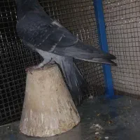 کفتر یا کبوتر دمگیر