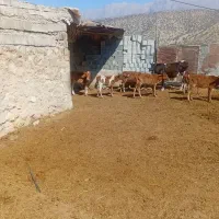 گاو وگوساله بزرگ|حیوانات مزرعه|ابرکوه, |دیوار