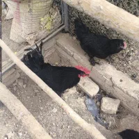 تخم نطفه دار مرغ مرندی