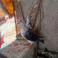 پرنده