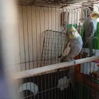 عروس هلندی|پرنده|پرند, فاز ۵|دیوار