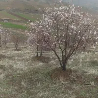 2000متر باغ بادام((معاوضه با خودرو))