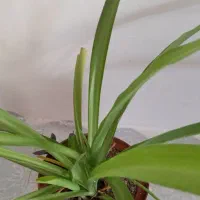 گلهای طبیعی|گل و گیاه طبیعی|آذرشهر, |دیوار