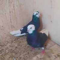 123|پرنده|هامون, |دیوار