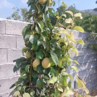 باغ بین سیدان وفاروق روستای اب انار