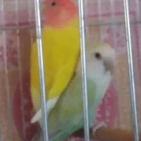 دوعدد کوتوله نر مست اماده